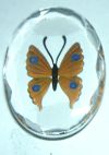 Cameo- Intaglio Orange Butterfly w/Clear Background
