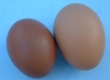 French Maran Egg Shell