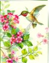 Ruby Throat Hummingbird w/Pink Flowers #83