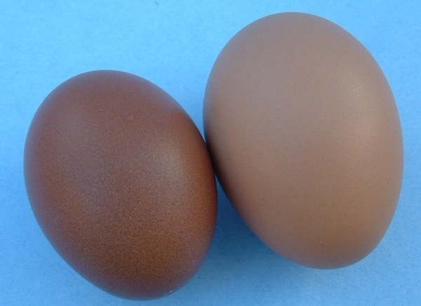 French Maran Egg Shell - Click Image to Close