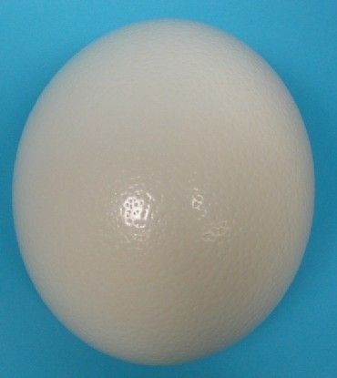 Ostrich Egg Shell - Click Image to Close