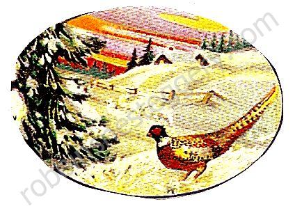 Pheasant in Winter #112 - Click Image to Close