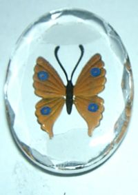 Cameo- Intaglio Orange Butterfly w/Clear Background
