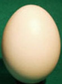 Rhea Egg Shell