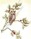 Owl on Holly #97