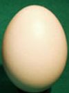 Rhea Egg Shell